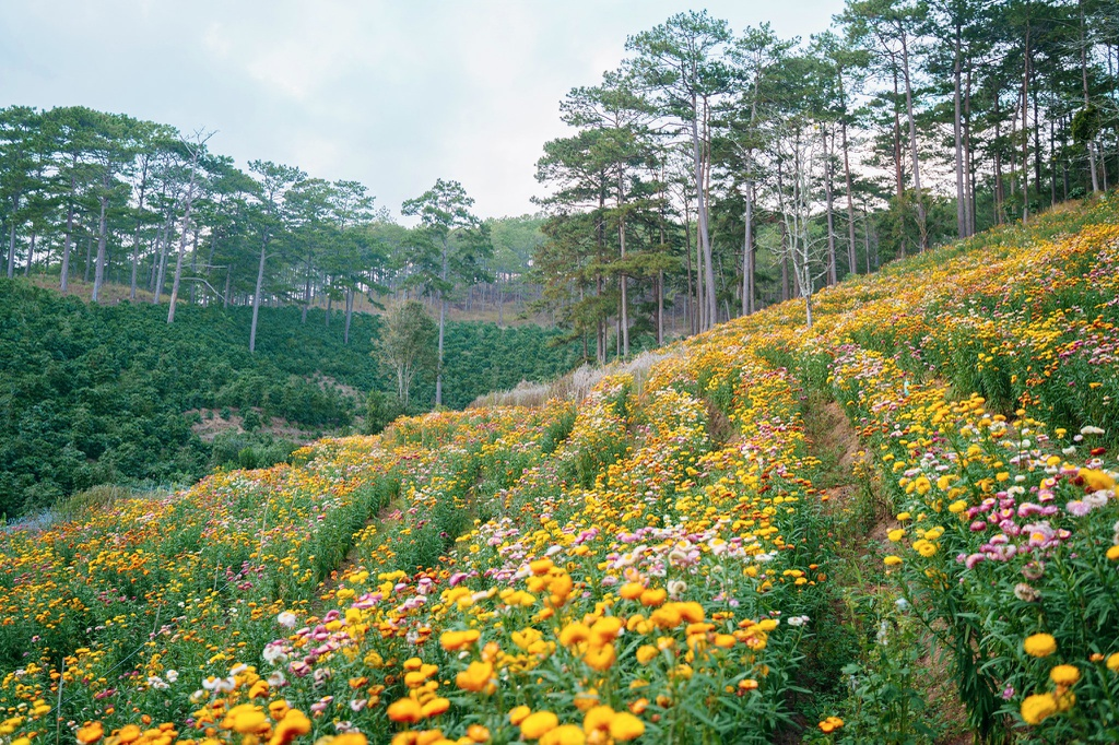 discovering the dreamy strawflower hill in city of flowers dalat